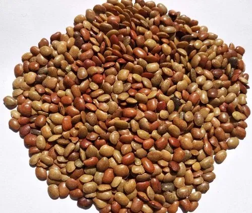 Horse gram