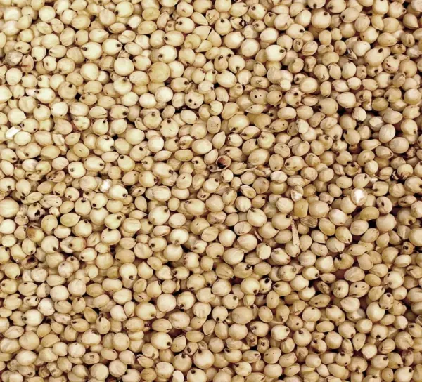 Jowar (Sorghum / White solam)