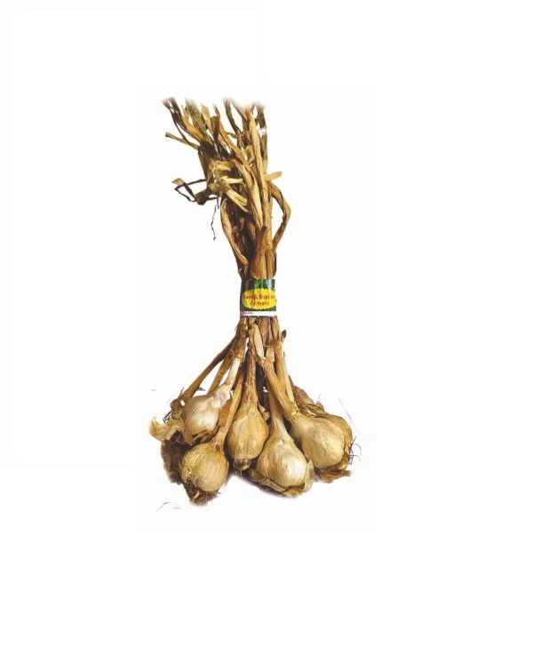 Kodaikanal Hill Garlic