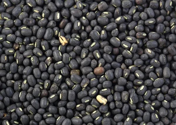 Black urad dal